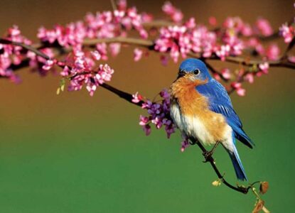 The Beloved, Brilliant American Bluebird Image